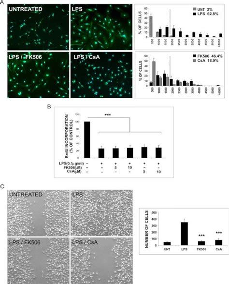 Fk And Csa Attenuate Lps Induced Transformation Of Microglia A