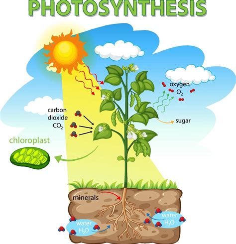 Diagramma Che Mostra Il Processo Di Fotosintesi Nella Pianta