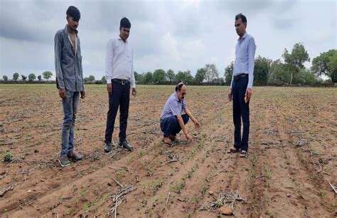 सोयाबीन को लेकर संशय मक्का की बुवाई पर जोर Suspicion About Soybean Emphasis On Sowing Of