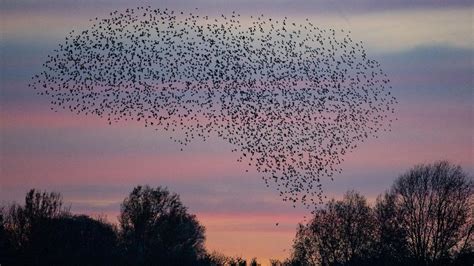 Tiere Zugvögel machen sich auf Weg in den Süden ZEIT ONLINE