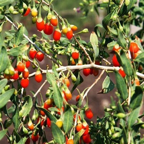 Tomorrowseeds Goji Berry Tree Seeds Count Packet Lycium