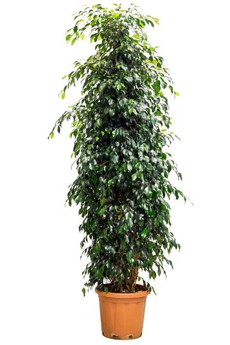 Planta Verde Ficus Benjamina Danielle En Maceta De 35 Cm Leroy Merlin