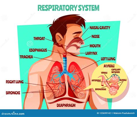 Human Respiratory System Vector Illustration Stock Vector ...