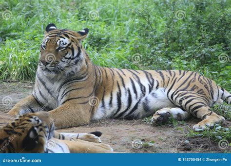 The Chinese Tiger Is An Endangered Cat Very Ferocious Stock Photo