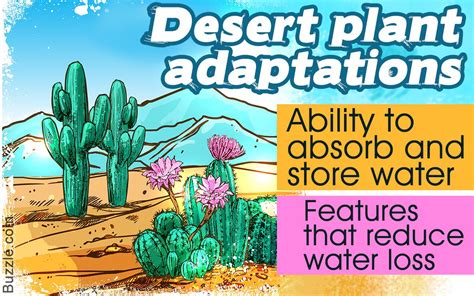 Desert Plants For Kids