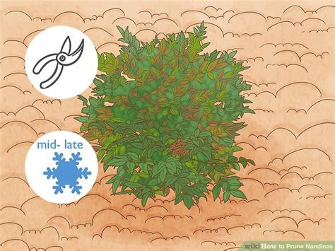 How to Prune Nandinas: 12 Steps (with Pictures) - wikiHow