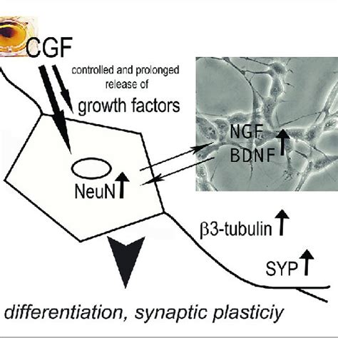 Concentrated Growth Factors Cgf Releases High Quantity Of Growth