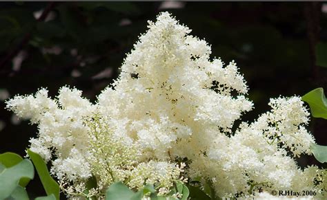 White Japanese Lilac Flickr Photo Sharing