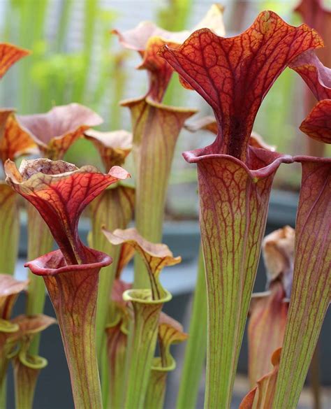 North American Pitcher Plant Sarracenia Carnivorous Plant Resource