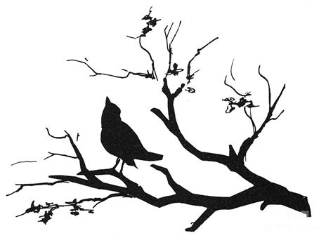 Bird Silhouette On Branch