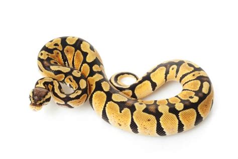 The 5 Best Small Pet Snakes For Beginners Keeping Exotic Pets