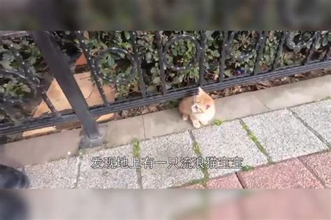 男子路上遇见一只流浪猫，上前抚摸了一下，结果猫咪赖着不走了猫咪结果男子