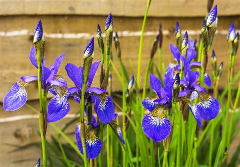 Blue Irises Flowering Plants Stock Photo Image Of Head Bright 73770832