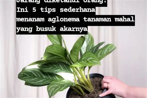 Jarang Diketahui Ini Tips Sederhana Menanam Aglonema Tanpa Akar