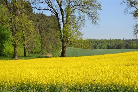 La vie est belle i ja też: O żółtych kwiatach...