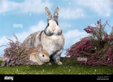 Mother Rabbit Two Young Rabbits Hi Res Stock Photography And Images Alamy