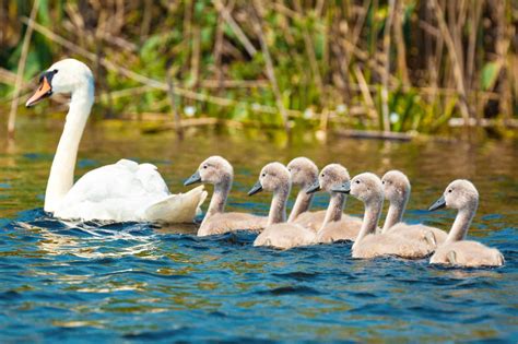 baby swan called facts  pictures