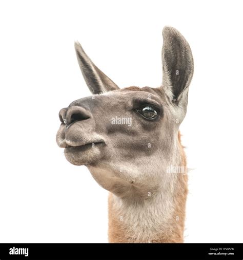 Llama Head Isolated On White Stock Photo Alamy