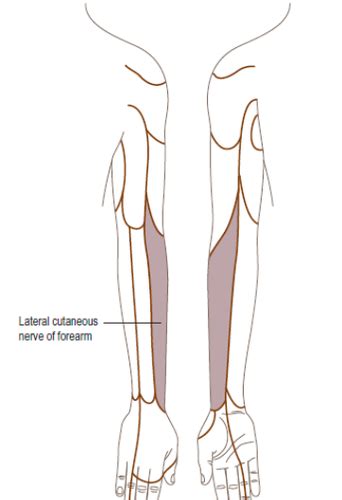 Anatomy Test Upper Extremity Axilla And Brachial Plexus Part