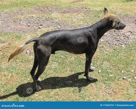 Peruvian hairless dog stock image. Image of incas, skin - 175465767