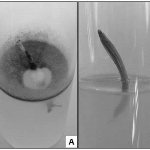 (A) Explant with contamination and (B) Explant with no contamination ...