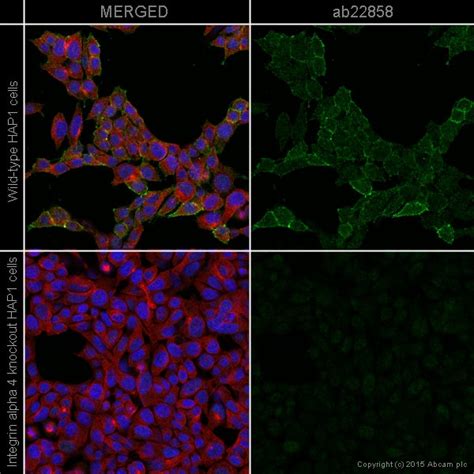 Anti Integrin Alpha Cd D Antibody Hp Ko Tested Ab Abcam