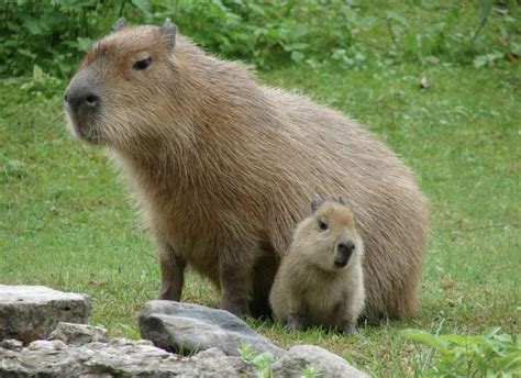 Капибары | Capybara, Animals, Bristol zoo