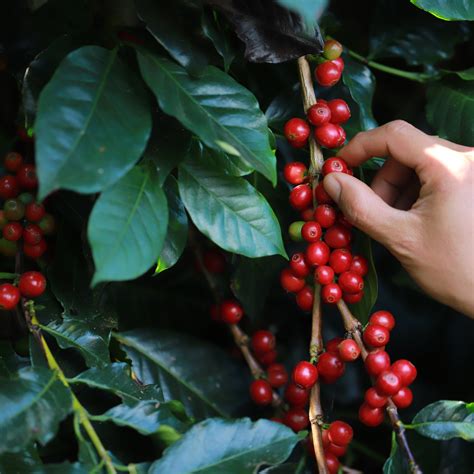 Shop Our Bahama Wild Coffee Tree | Eureka Farms