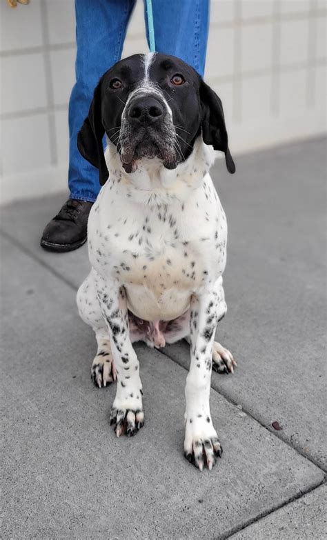 Idaho Falls Animal Shelter