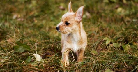 Chorkie Dog Breed Complete Guide - A-Z Animals