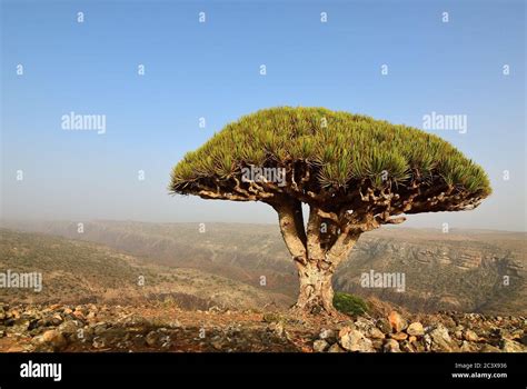 Socotra Insel Bäume Fotos Und Bildmaterial In Hoher Auflösung Alamy