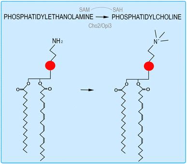 Schematic representation of the structure and synthesis of ...