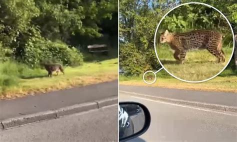 Is This The Beast Of Blaenau Petrified Driver Spots Big Cat Prowling