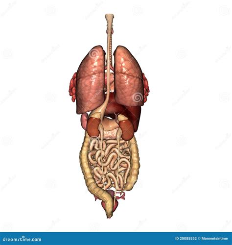 Anatomy Of Internal Organs Female - Organ Anatomy Female Anatomy ...