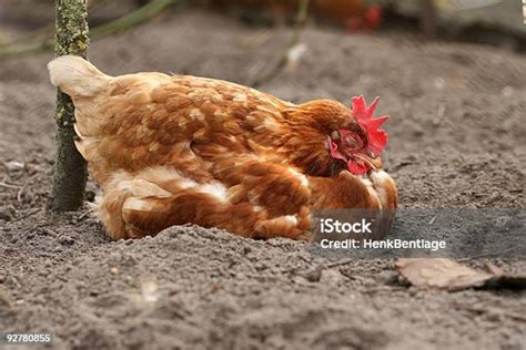 Free sleeping chicken Images, Pictures, and Royalty-Free Stock Photos ...