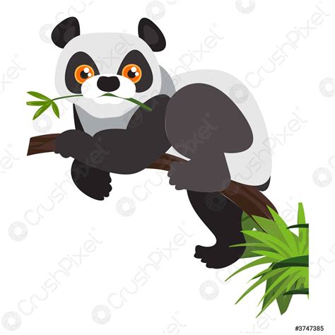 Actualizar Images Oso Panda Dibujo Animado Viaterra Mx