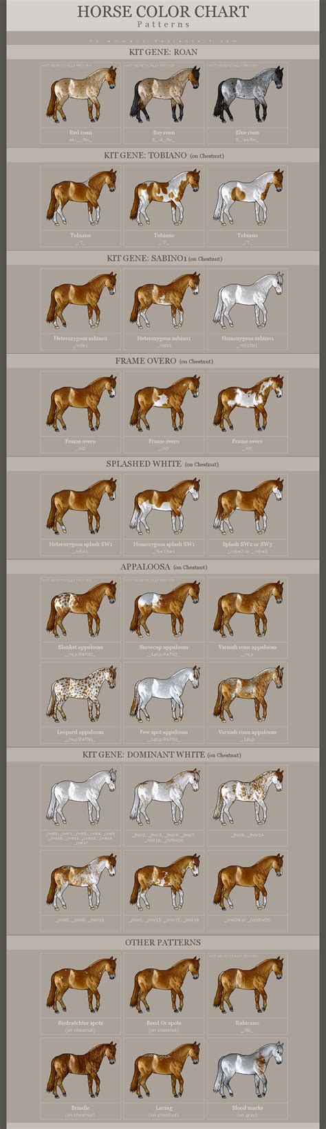 Horse Coat Colors Patterns And Markings Horses And Foals