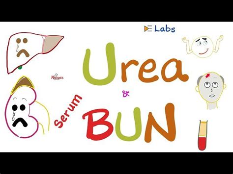 video serum blood urea nitrogen  serum urea  kidney function