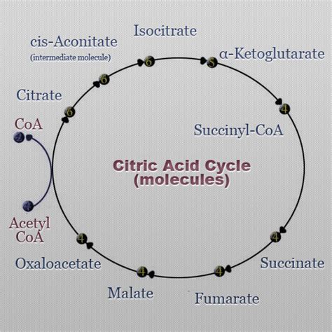 Memorize The Krebs Cycle Citric Acid Cycle With Easy Mnemonics