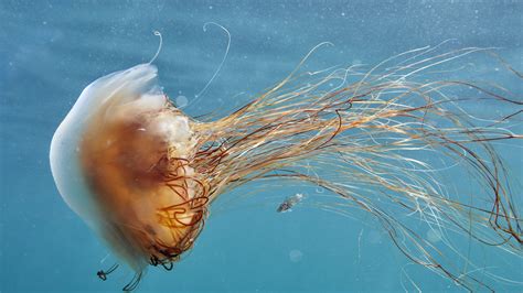 Why Hull officials are issuing warnings about jellyfish sightings