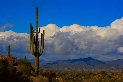 Southwest Saguaro Desert Landscape Photograph by James BO Insogna