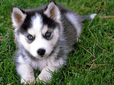 Descúbrelo TODO sobre la Raza del Perro Husky Siberiano Wakyma