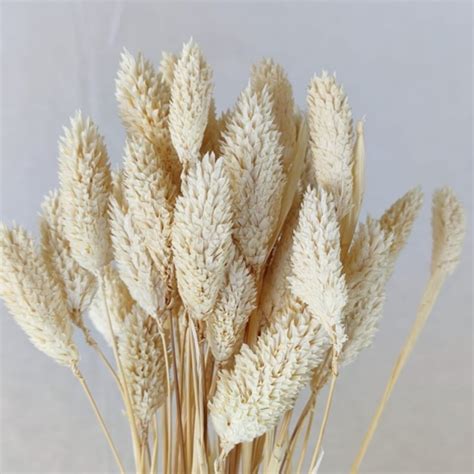 Pcs Phalaris Flower Preserved Natural Dried Dry Bunga Kering Hiasan