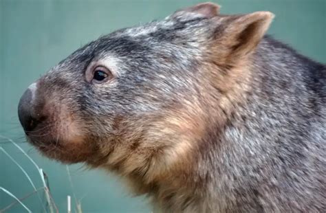 Why Do Wombats Poop Cubes Answered