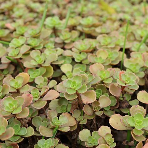 Kaukasus Asienfetthenne Phedimus Spurius Sedum Spurium