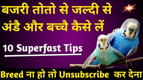 Bajri Toto Se Jaldi Se Breed Laine Kai Best Tips Bajri Tote Ande