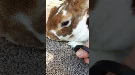 Trim Your Rabbits Nails The Easy Way Youtube