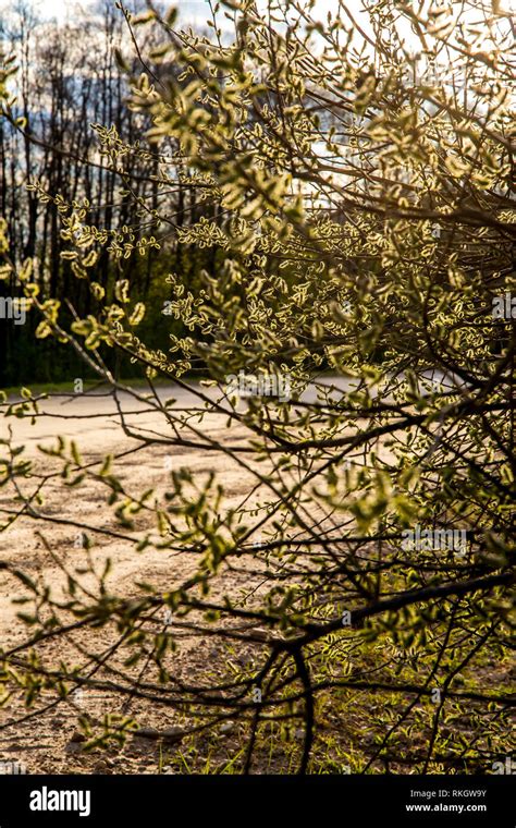 Spring Nature Background With Pussy Willow Branches Spring Landscape With Pussy Willow Rural