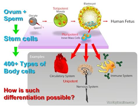 Stem Cells And Differentiation Bodys Regeneration Process