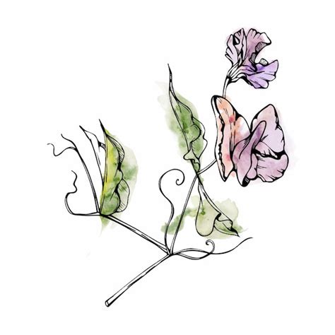 Sweet Pea Flower Drawing Images Free Download On Freepik